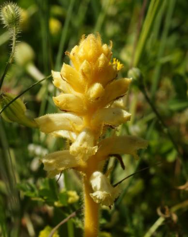 Fotografia de capa Orobanche crenata - do Jardim Botânico