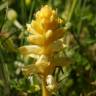 Fotografia 1 da espécie Orobanche crenata do Jardim Botânico UTAD