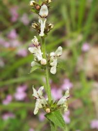 Fotografia da espécie Orchis provincialis