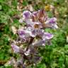 Fotografia 7 da espécie Orobanche crenata do Jardim Botânico UTAD