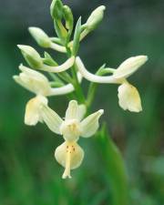 Fotografia da espécie Orchis provincialis
