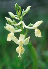 Fotografia da espécie Orchis provincialis