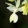 Fotografia 4 da espécie Orchis provincialis do Jardim Botânico UTAD