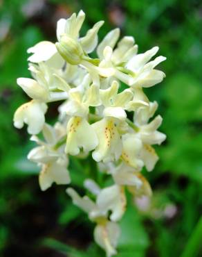 Fotografia 5 da espécie Orchis provincialis no Jardim Botânico UTAD