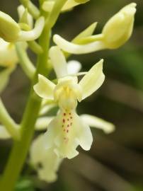 Fotografia da espécie Orchis provincialis