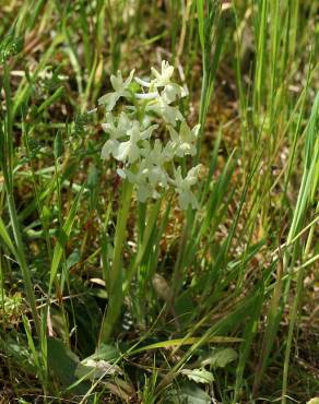 Fotografia 7 da espécie Orchis provincialis no Jardim Botânico UTAD