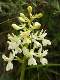 Fotografia da espécie Orchis provincialis