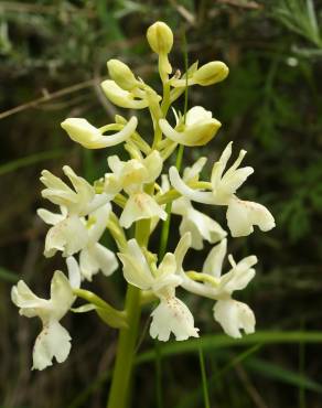 Fotografia 9 da espécie Orchis provincialis no Jardim Botânico UTAD