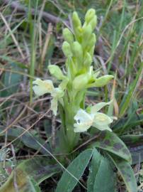 Fotografia da espécie Orchis provincialis