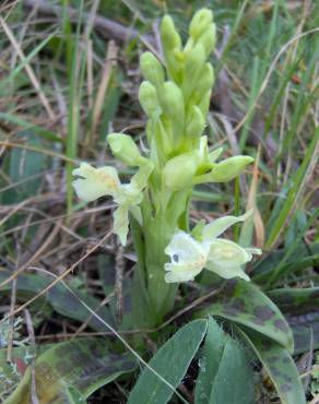 Fotografia 10 da espécie Orchis provincialis no Jardim Botânico UTAD