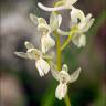 Fotografia 11 da espécie Orchis provincialis do Jardim Botânico UTAD