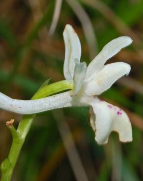 Fotografia 12 da espécie Orchis provincialis no Jardim Botânico UTAD