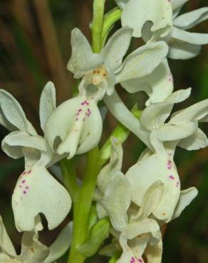 Fotografia 13 da espécie Orchis provincialis no Jardim Botânico UTAD