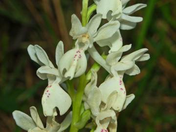 Fotografia da espécie Orchis provincialis