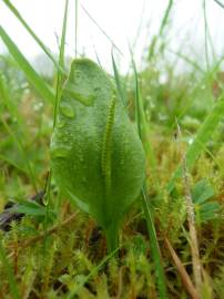 Fotografia da espécie Ophioglossum vulgatum