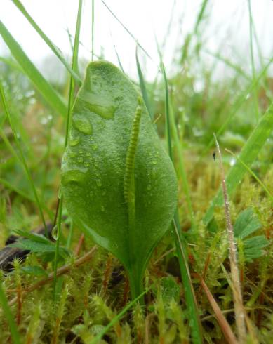 Fotografia de capa Ophioglossum vulgatum - do Jardim Botânico