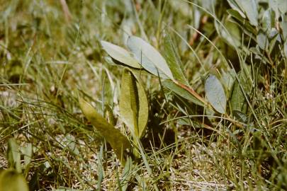 Fotografia da espécie Ophioglossum vulgatum