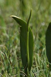 Fotografia da espécie Ophioglossum vulgatum