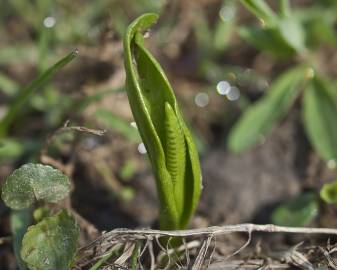 Fotografia da espécie Ophioglossum vulgatum