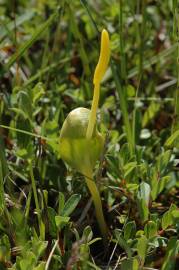 Fotografia da espécie Ophioglossum vulgatum