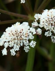 Oenanthe lachenalii