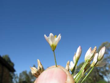 Fotografia da espécie Nothoscordum gracile