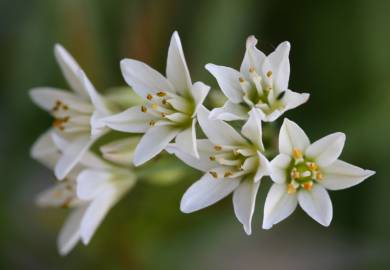 Fotografia da espécie Nothoscordum gracile