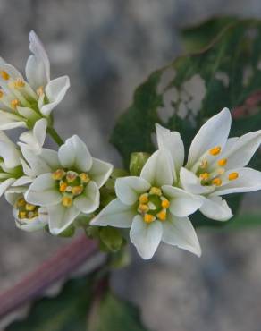 Fotografia 1 da espécie Nothoscordum gracile no Jardim Botânico UTAD