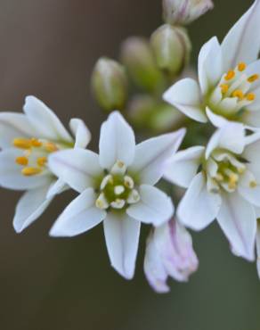 Fotografia 7 da espécie Nothoscordum gracile no Jardim Botânico UTAD