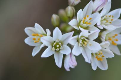 Fotografia da espécie Nothoscordum gracile