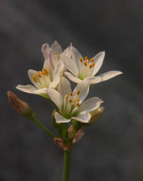 Fotografia 8 da espécie Nothoscordum gracile no Jardim Botânico UTAD