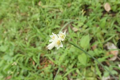 Fotografia da espécie Nothoscordum gracile