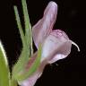 Fotografia 4 da espécie Misopates orontium do Jardim Botânico UTAD