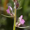 Fotografia 5 da espécie Misopates orontium do Jardim Botânico UTAD