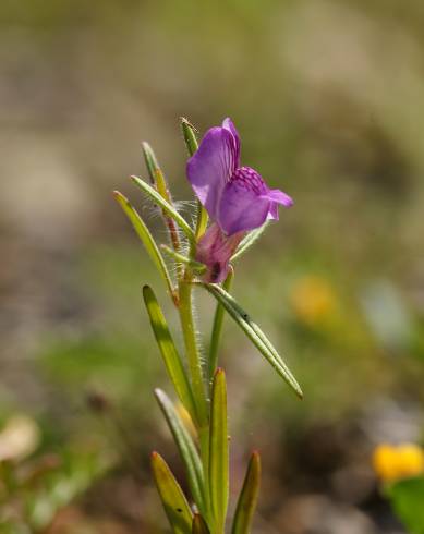 Fotografia de capa Misopates orontium - do Jardim Botânico