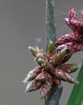 Fotografia 1 da espécie Schoenoplectus mucronatus no Jardim Botânico UTAD