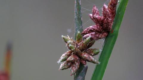 Fotografia da espécie Schoenoplectus mucronatus