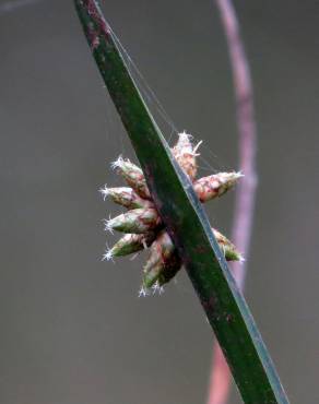 Fotografia 3 da espécie Schoenoplectus mucronatus no Jardim Botânico UTAD