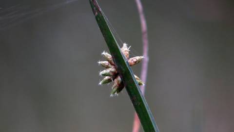 Fotografia da espécie Schoenoplectus mucronatus