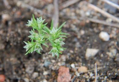 Fotografia da espécie Scleranthus annuus