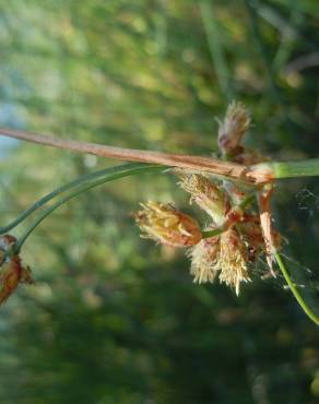 Fotografia 3 da espécie Schoenoplectus tabernaemontani no Jardim Botânico UTAD