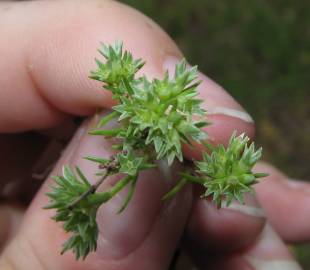 Fotografia da espécie Scleranthus annuus
