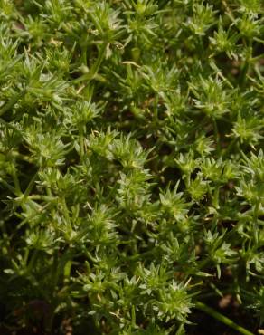 Fotografia 6 da espécie Scleranthus annuus no Jardim Botânico UTAD