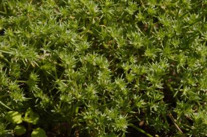 Fotografia da espécie Scleranthus annuus
