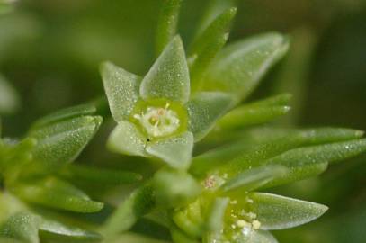 Fotografia da espécie Scleranthus annuus
