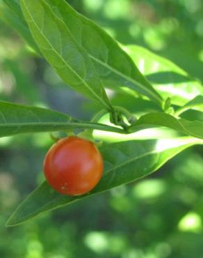 Fotografia 3 da espécie Solanum pseudocapsicum no Jardim Botânico UTAD