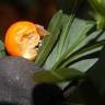 Fotografia 5 da espécie Solanum pseudocapsicum do Jardim Botânico UTAD