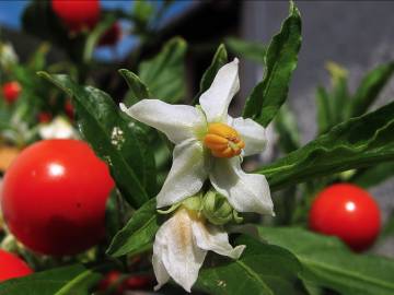 Fotografia da espécie Solanum pseudocapsicum