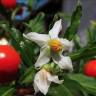 Fotografia 6 da espécie Solanum pseudocapsicum do Jardim Botânico UTAD