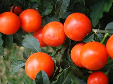 Fotografia da espécie Solanum pseudocapsicum